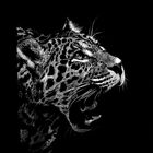 Jaguar - Panthera onca