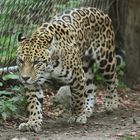 Jaguar (Panthera onca)