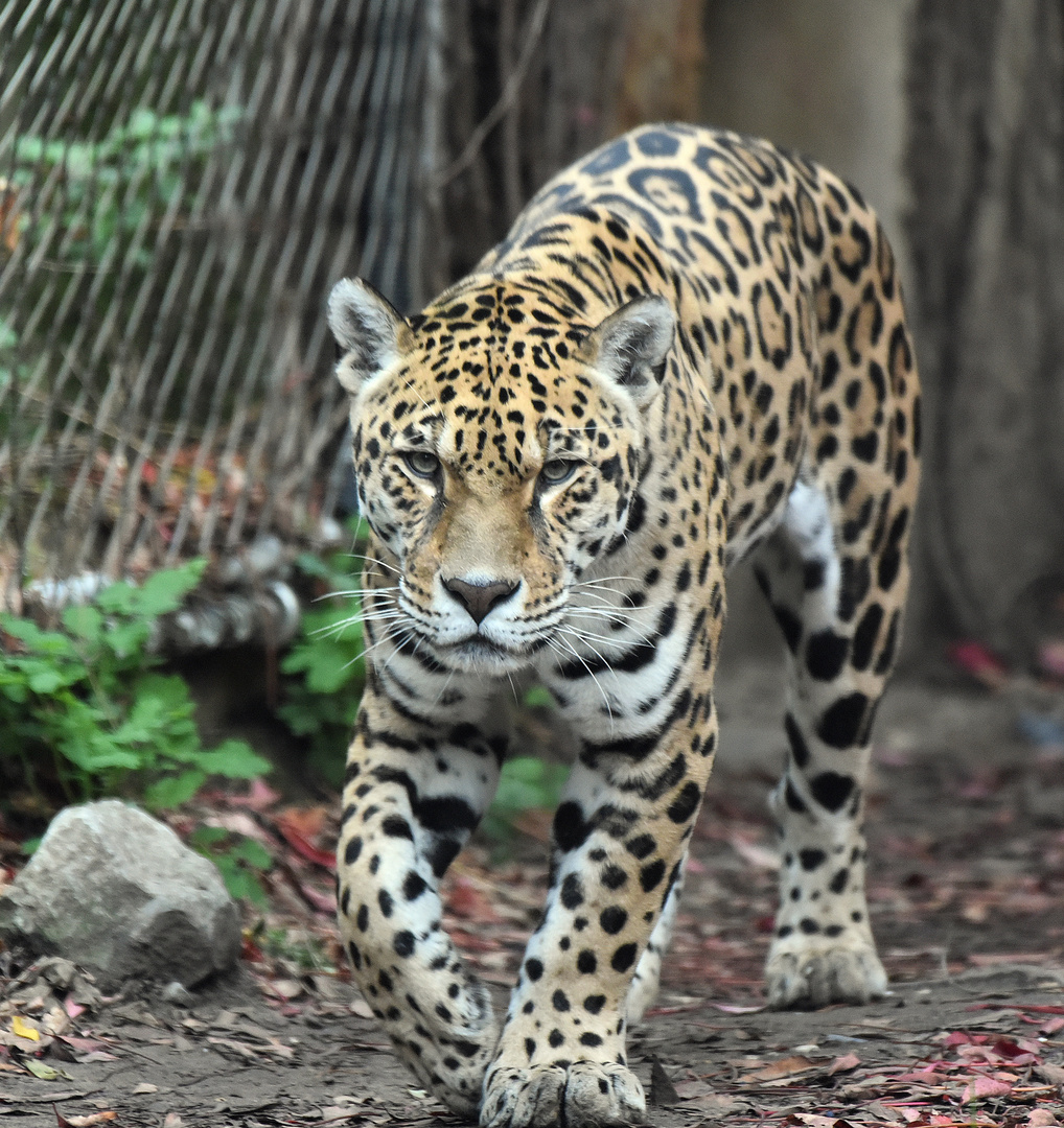 Jaguar (Panthera onca)