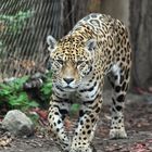 Jaguar (Panthera onca)