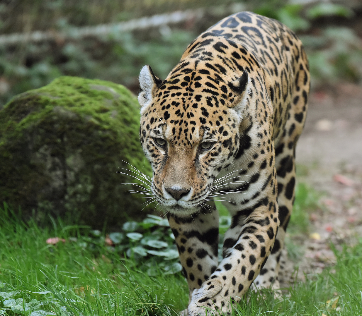 Jaguar (Panthera onca)