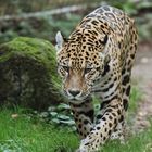 Jaguar (Panthera onca)