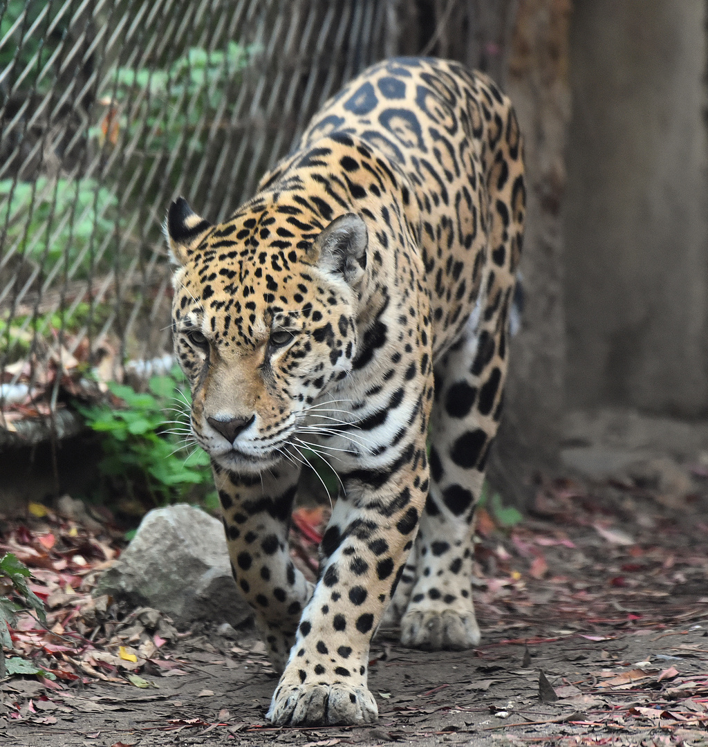 Jaguar (Panthera onca)