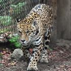 Jaguar (Panthera onca)