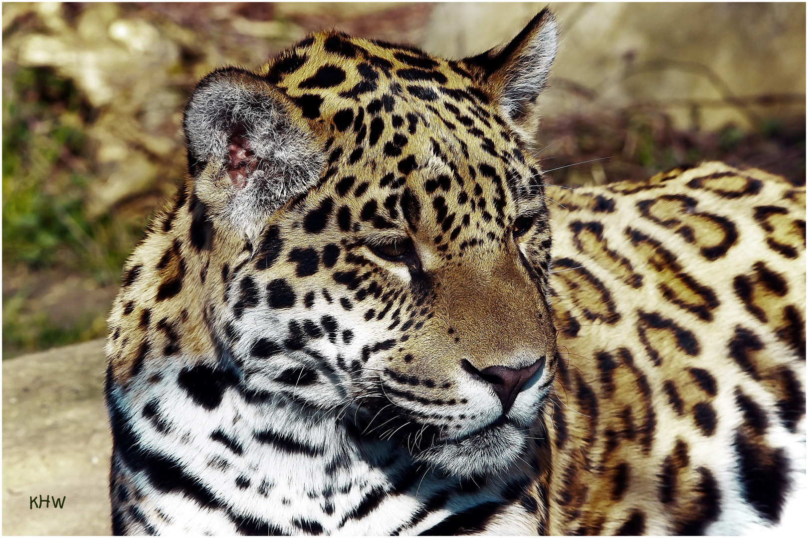 Jaguar (Panthera onca) im Krefelder Zoo