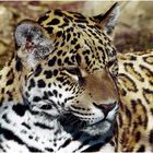 Jaguar (Panthera onca) im Krefelder Zoo