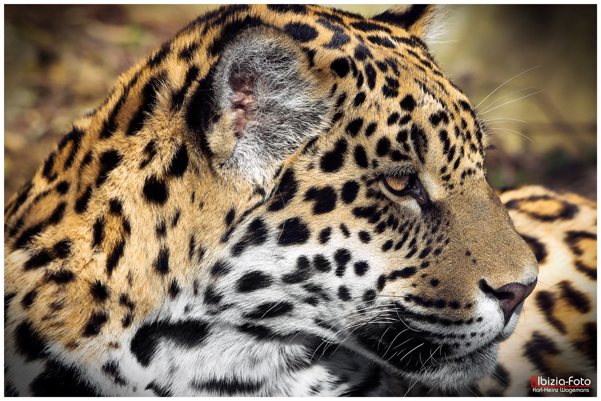 Jaguar (Panthera onca) im Krefelder Zoo