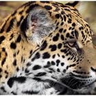 Jaguar (Panthera onca) im Krefelder Zoo