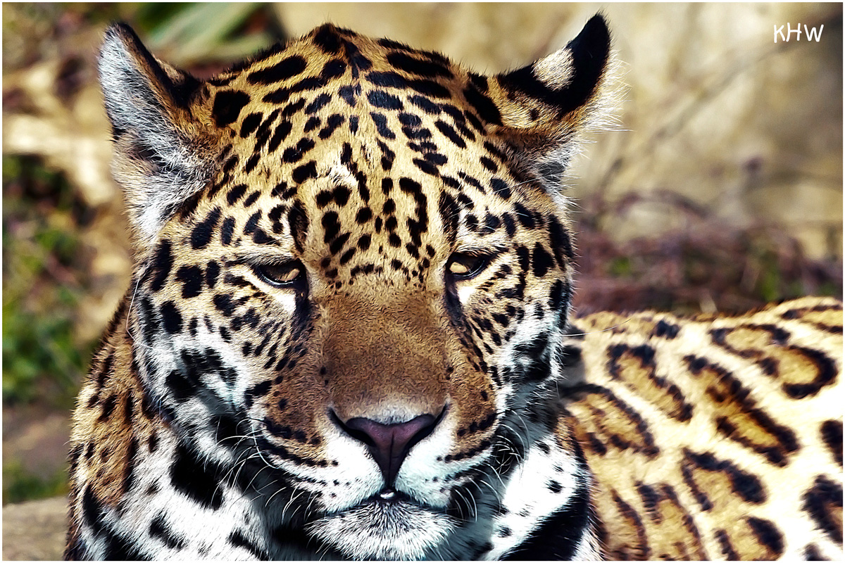 Jaguar (Panthera onca) im Zoo Krefeld