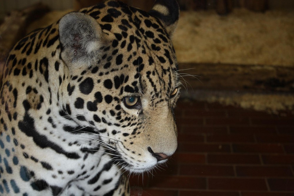 Jaguar (Panthera onca), Saarbrücken Zoo, Saarbrücken, Deutschland. 08.07.2008.