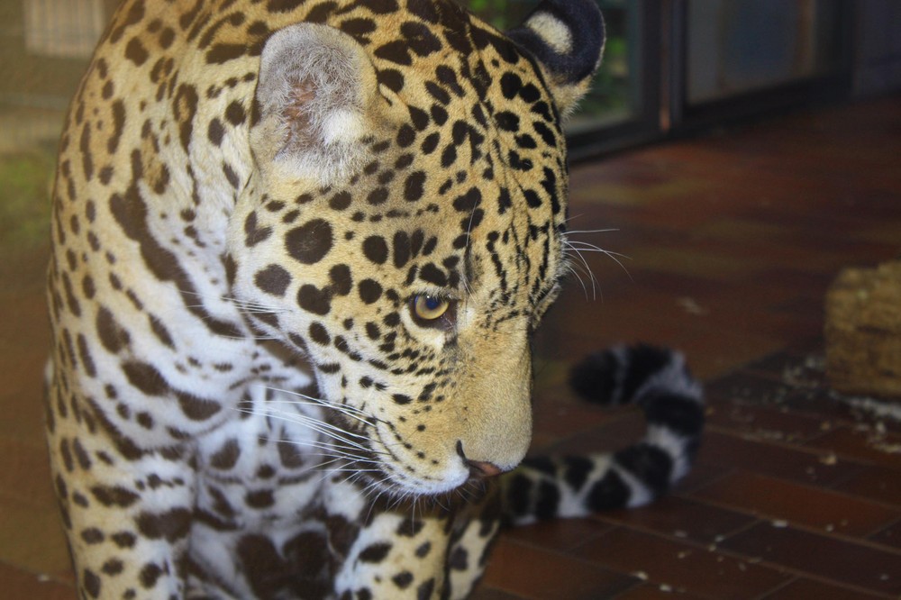 Jaguar (Panthera onca), Saarbrücken Zoo, Saarbrücken, Deutschland. 08.07.2008