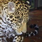 Jaguar (Panthera onca), Saarbrücken Zoo, Saarbrücken, Deutschland. 08.07.2008