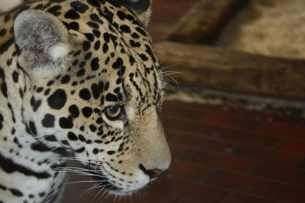 Jaguar (Panthera onca), Zoo Saarbrücken, Saarbrücken. 08.07.2008.