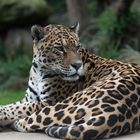 Jaguar Porky hält Ausschau