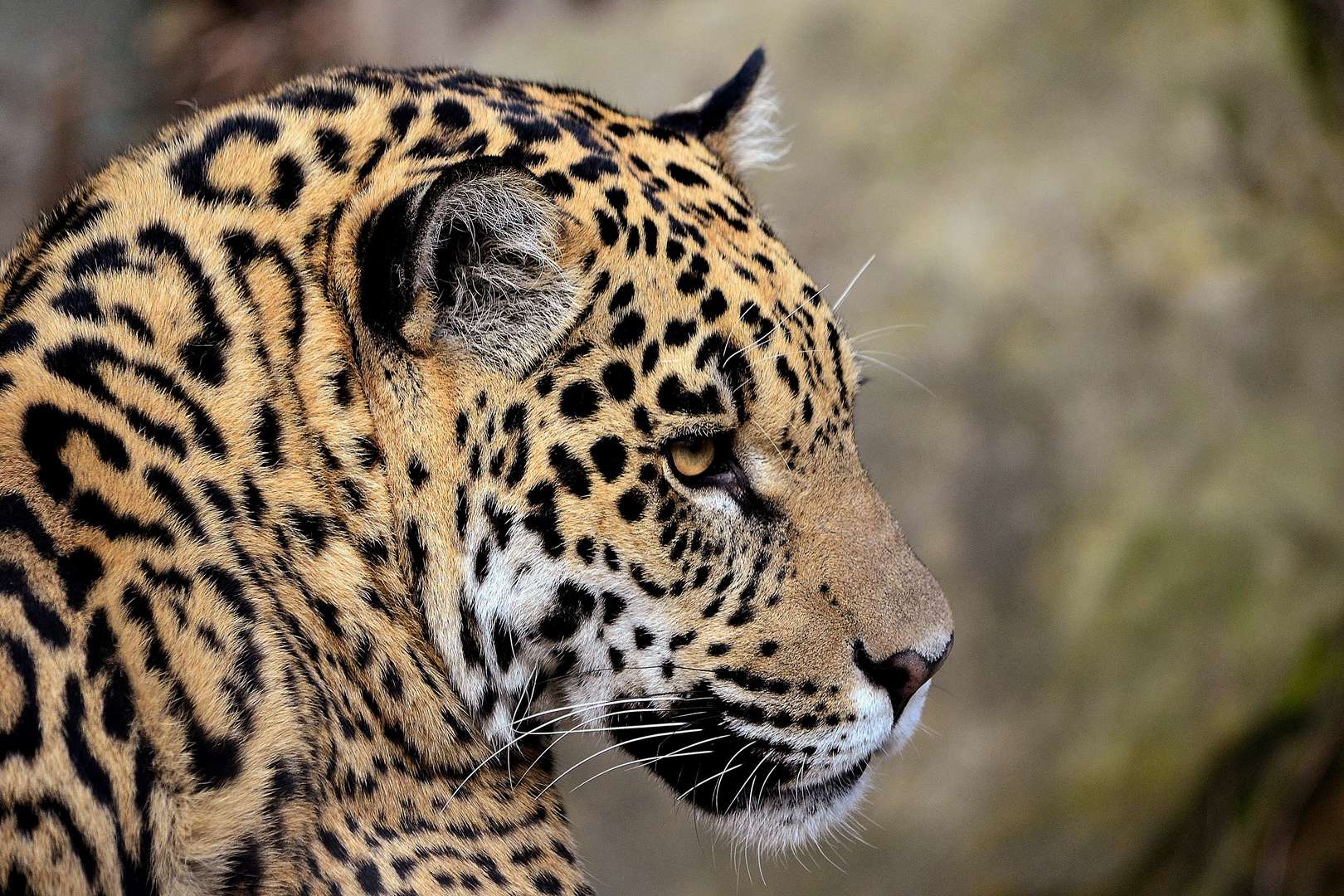 Jaguar Portrait 2