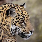 Jaguar Portrait 2