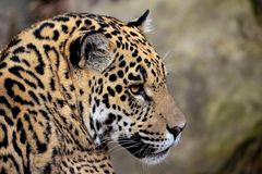 Jaguar Portrait 2