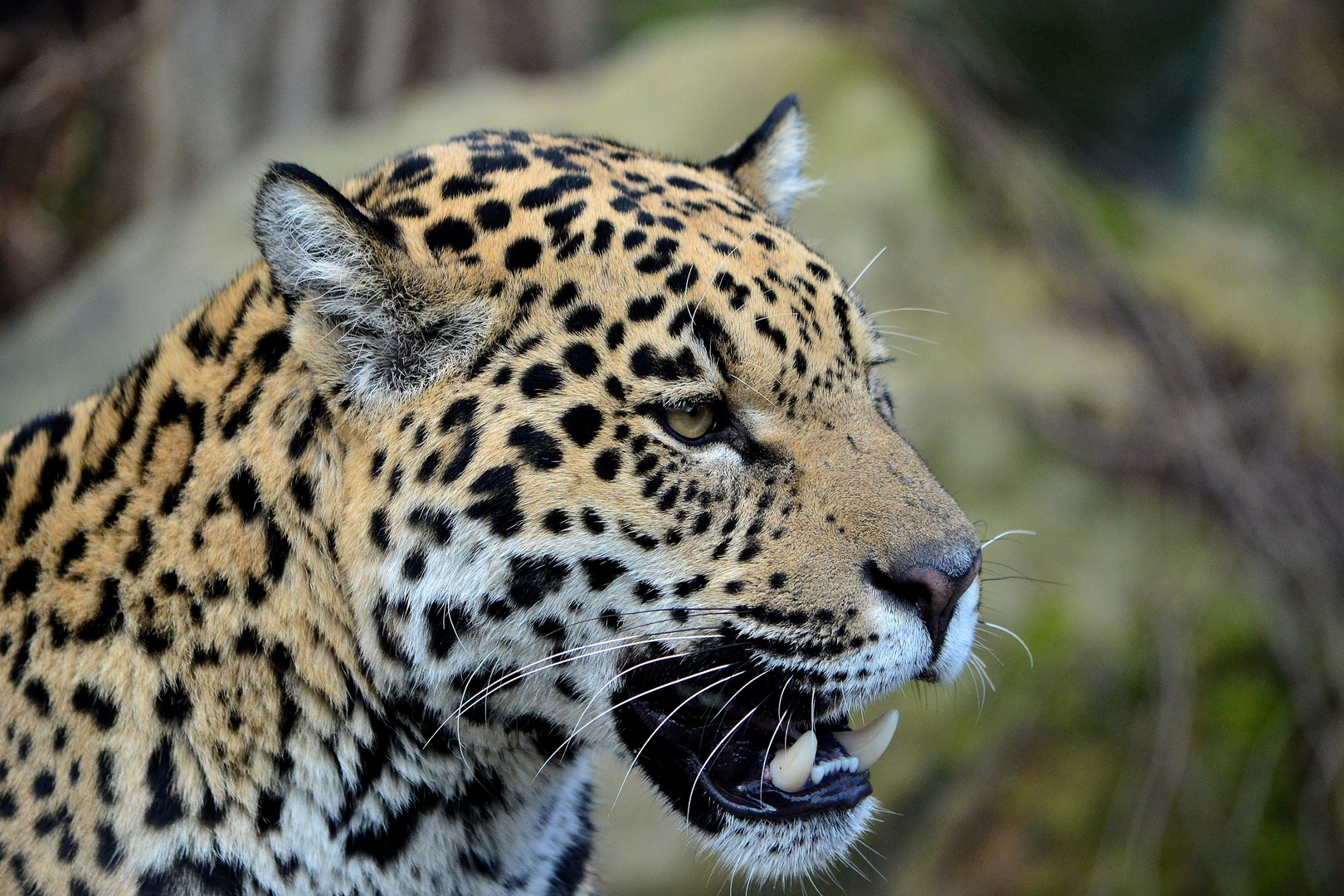 Jaguar Portrait 3