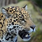 Jaguar Portrait 3