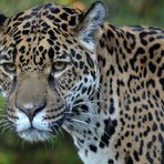 Jaguar Portrait