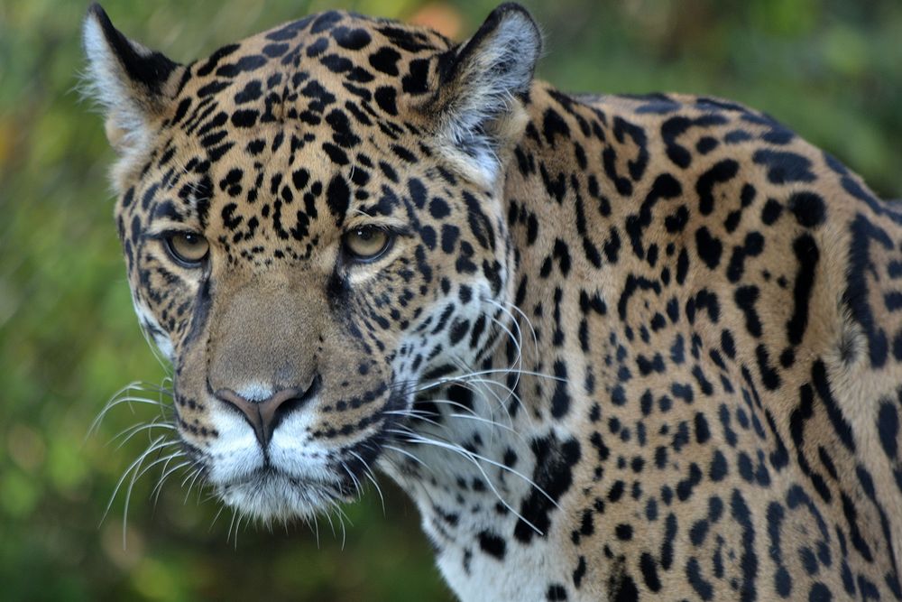 Jaguar Portrait