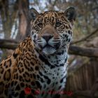 Jaguar-Potrait