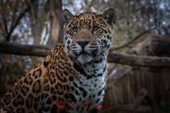 Jaguar-Potrait