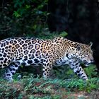 Jaguar schleicht entlang des Dschungels