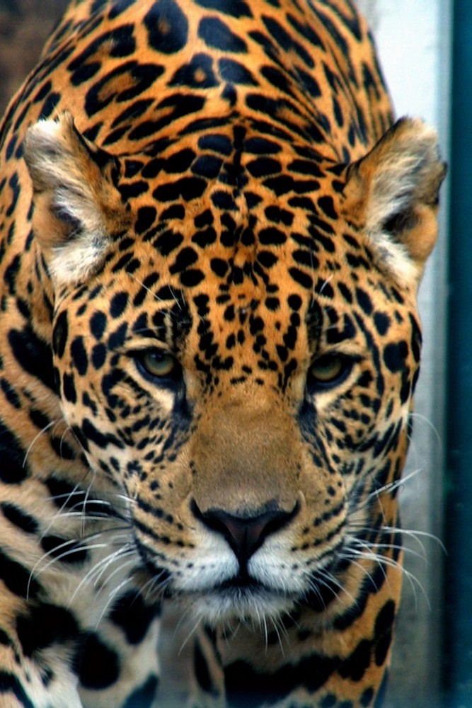 Jaguar "Tipito (Panthera onca)