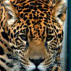Jaguar "Tipito (Panthera onca)