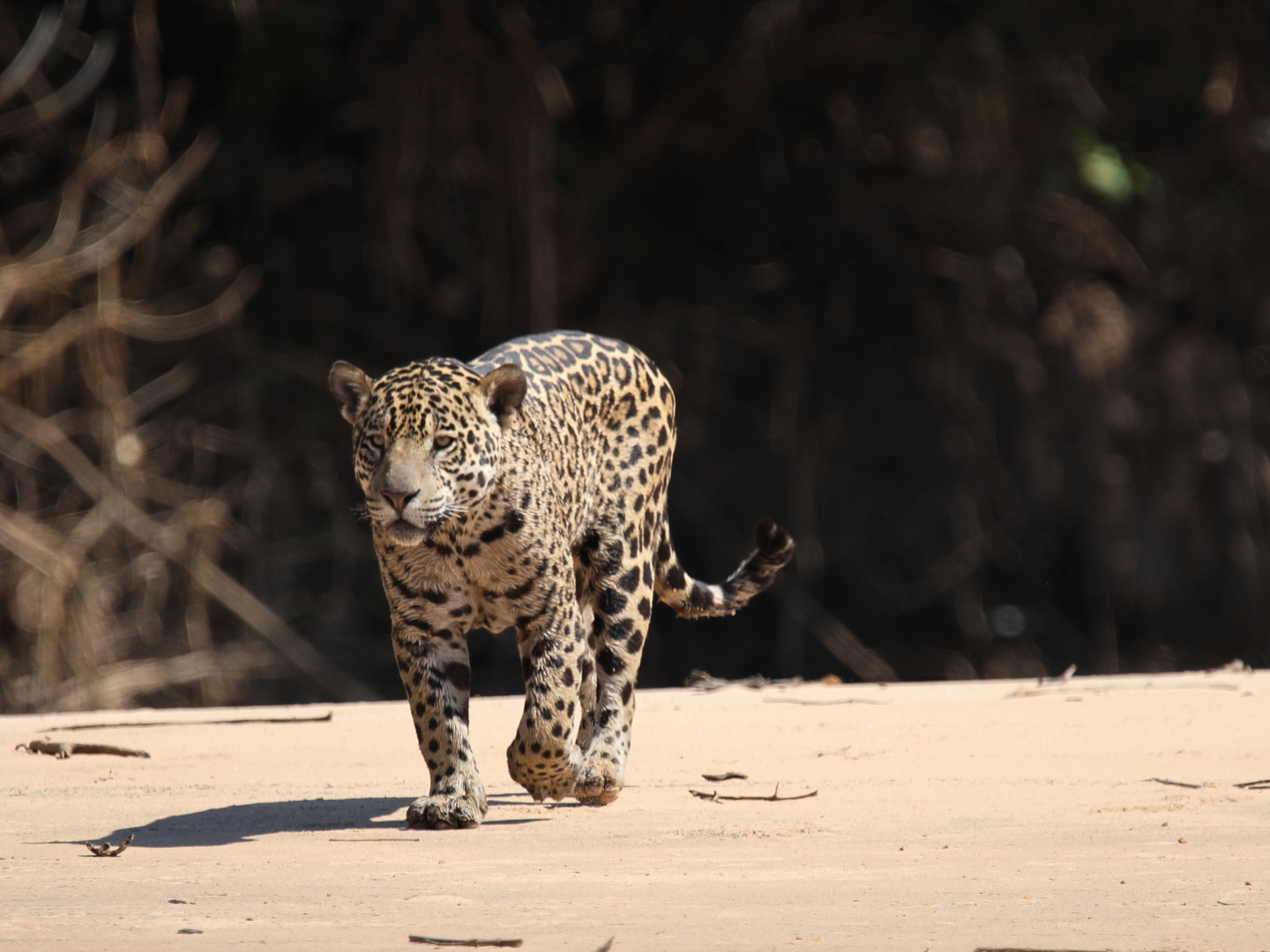 Jaguar vor schwarzem Hintergrund