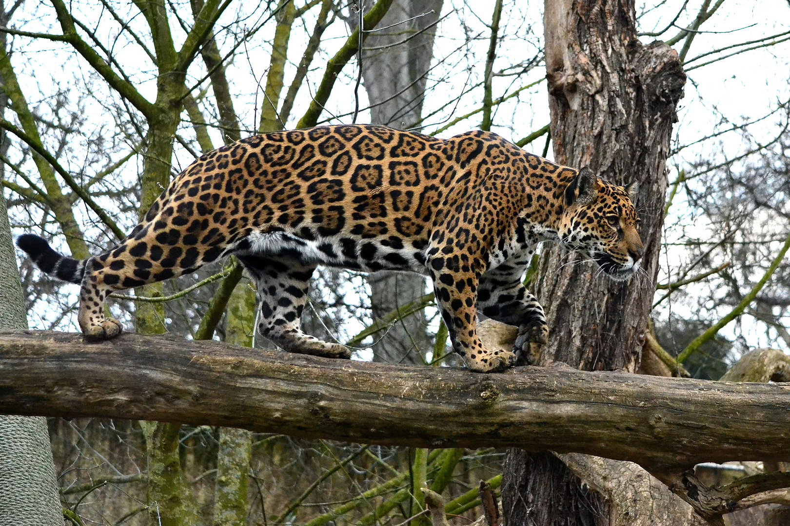 Jaguar Walk