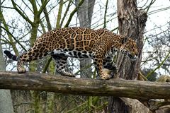 Jaguar Walk