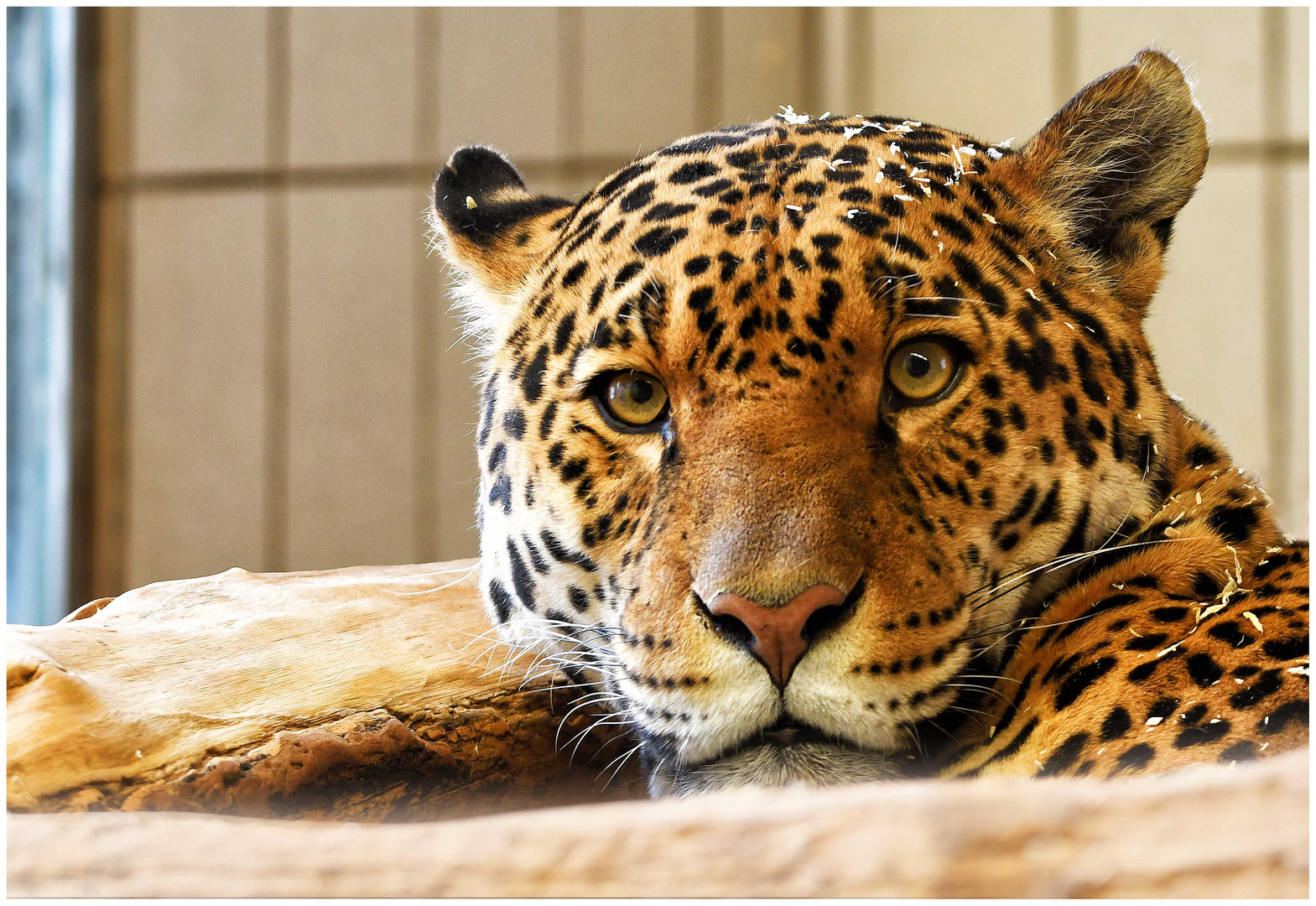Jaguar wundert sich