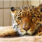 Jaguar wundert sich