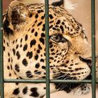 Jaguar, Zoo Berlin