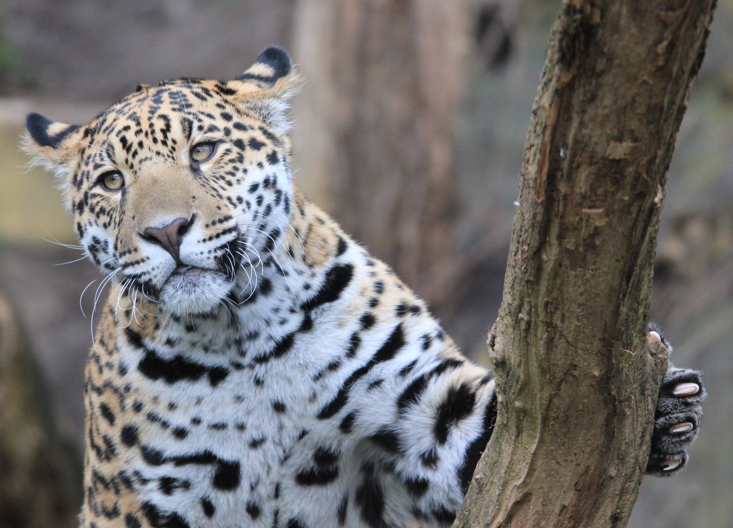 Jaguar Zoo Krefeld