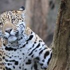 Jaguar Zoo Krefeld