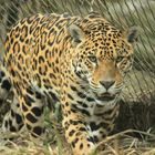 Jaguar Zoo Krefeld