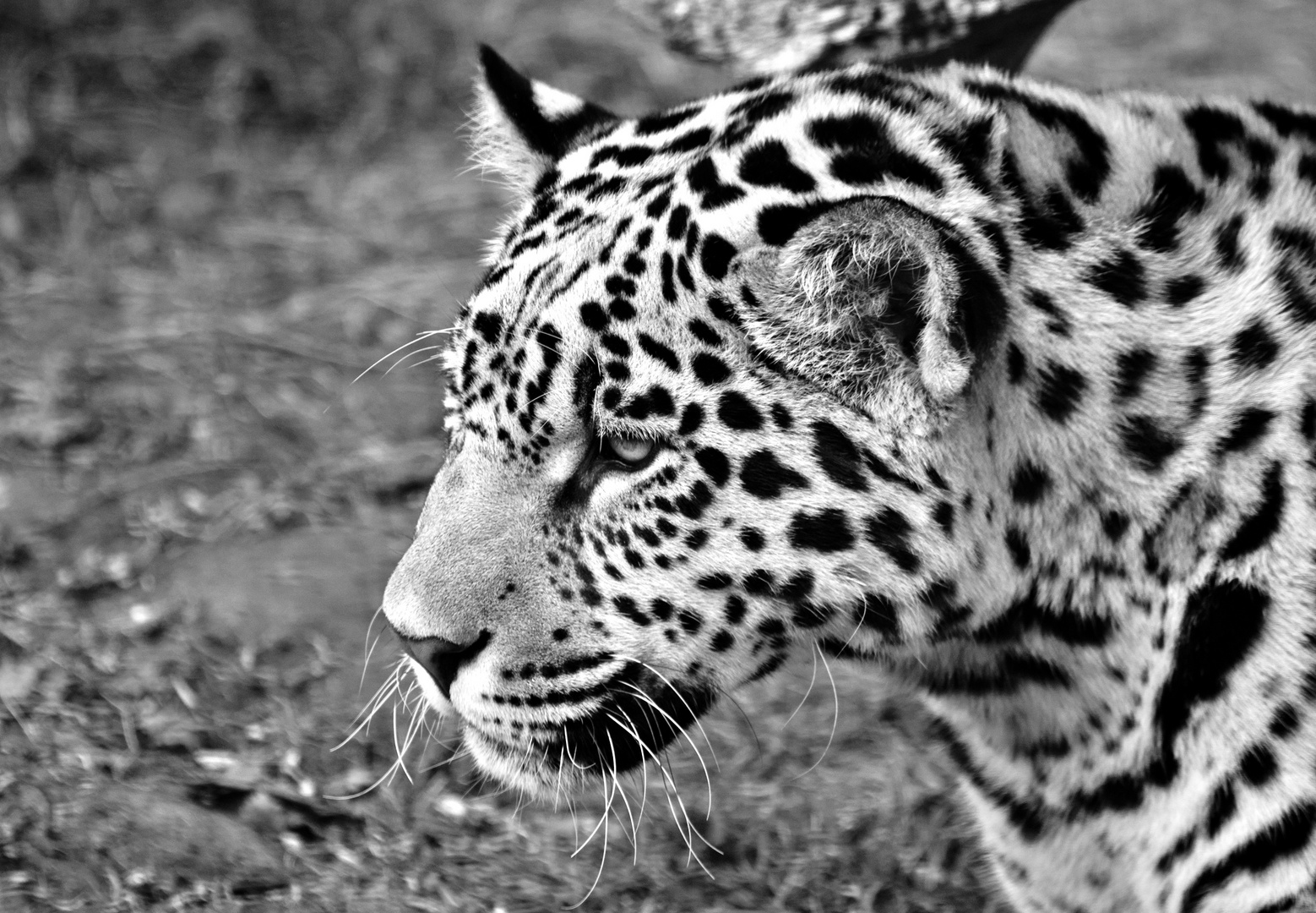 Jaguar- Zoo Krefeld