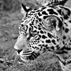 Jaguar- Zoo Krefeld