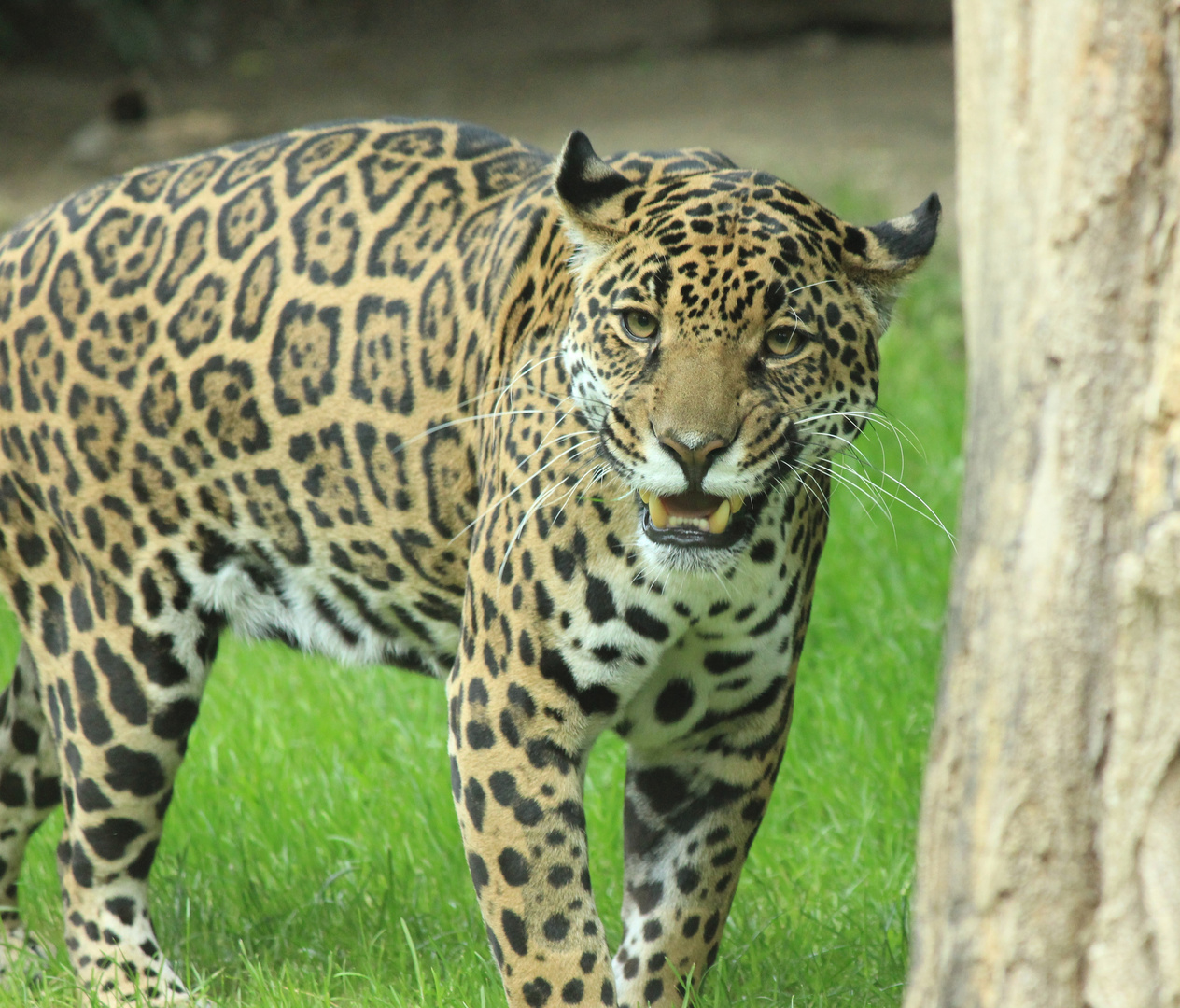 Jaguar Zoo Krefeld