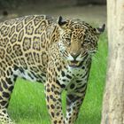 Jaguar Zoo Krefeld