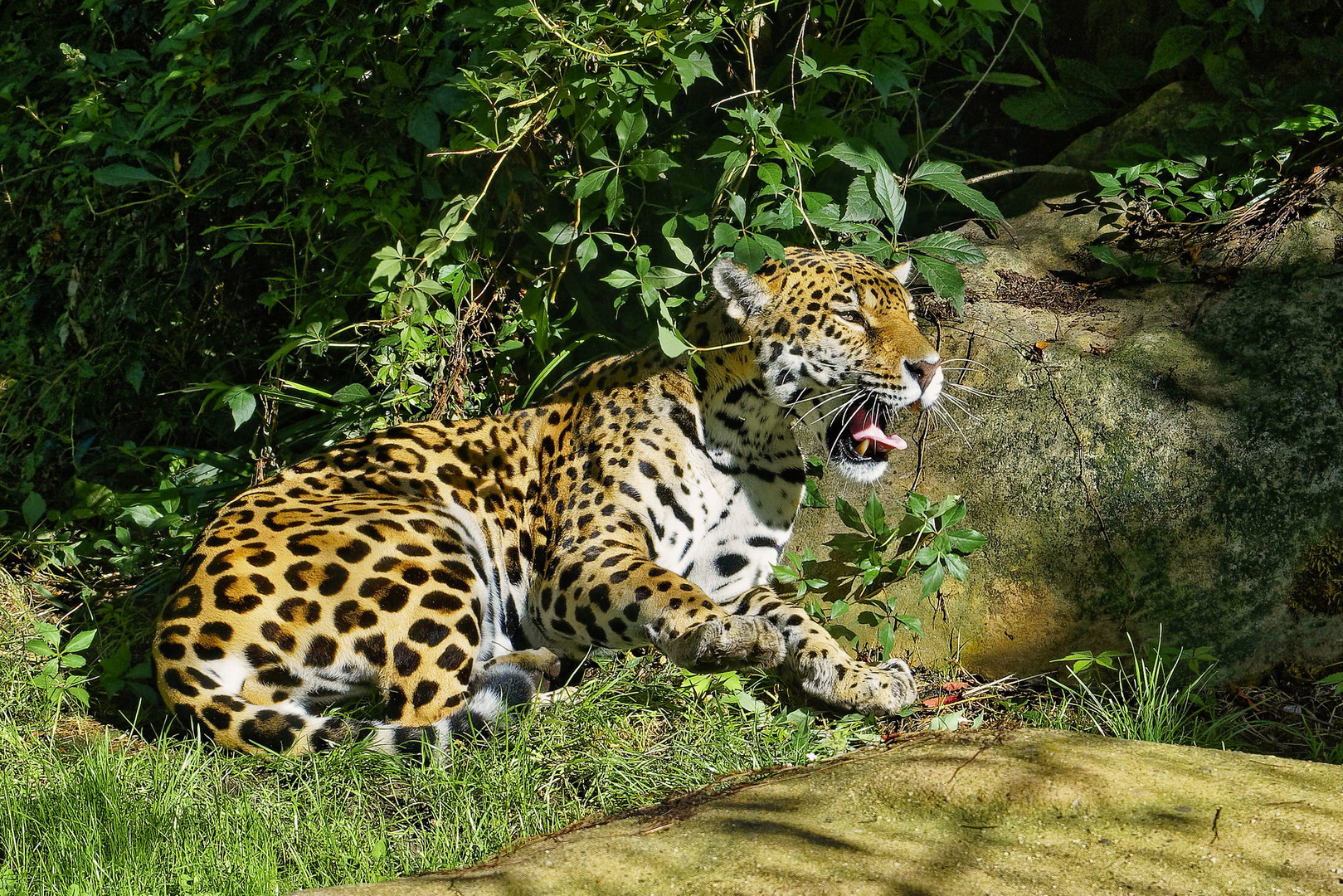 Jaguar Zoo Krefeld