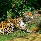 Jaguar Zoo Krefeld