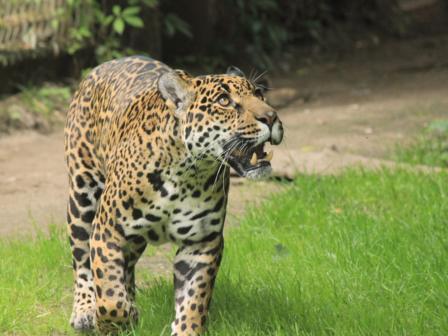 Jaguar Zoo Krefeld