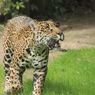 Jaguar Zoo Krefeld