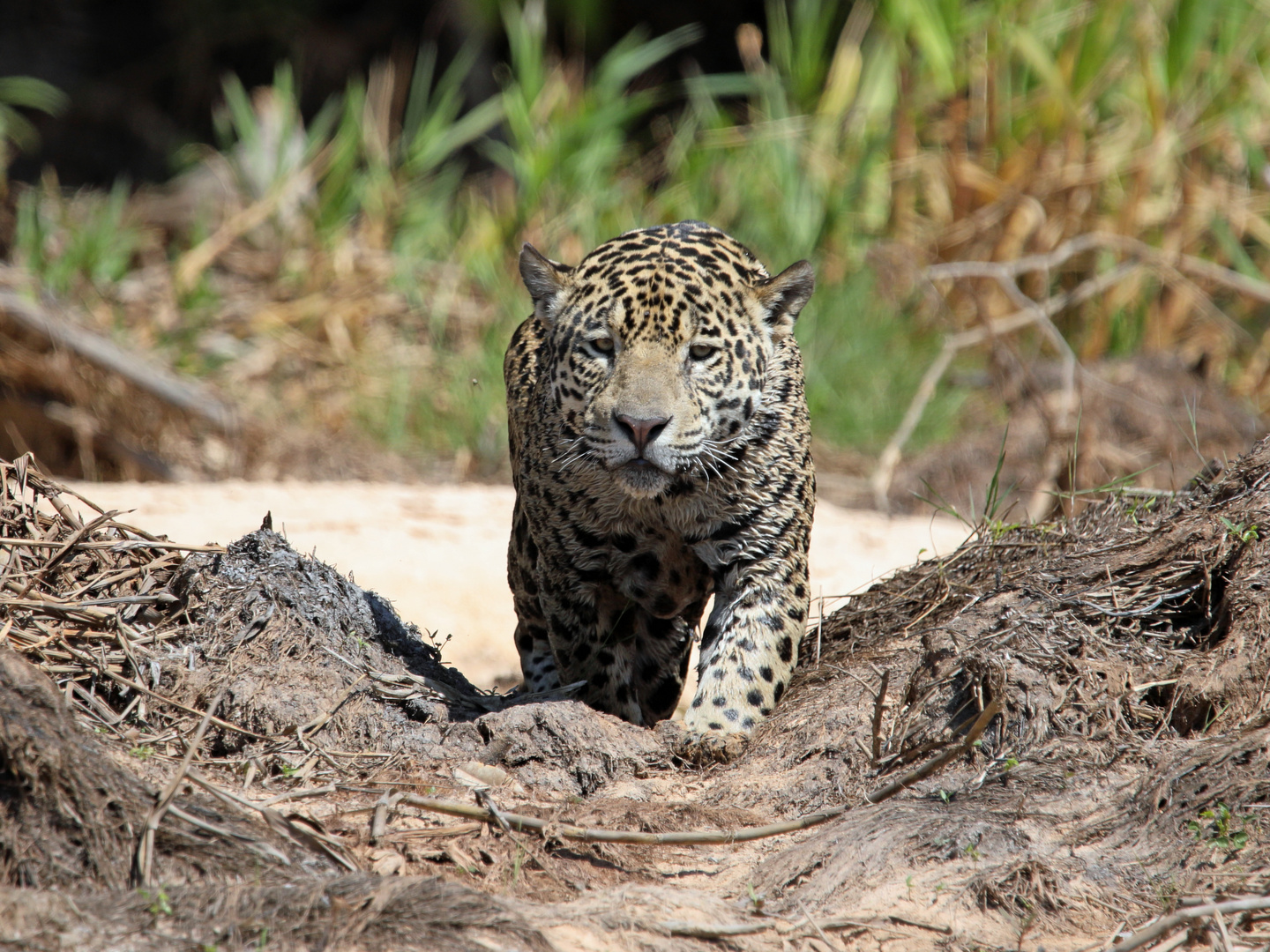 Jaguar_auf_der_Jagd