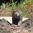 Jaguar_auf_der_Jagd