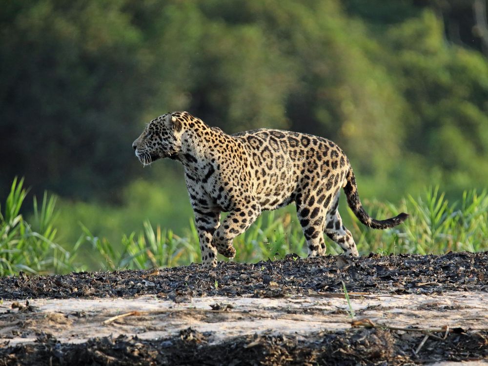 Jaguar_auf_Sandbank